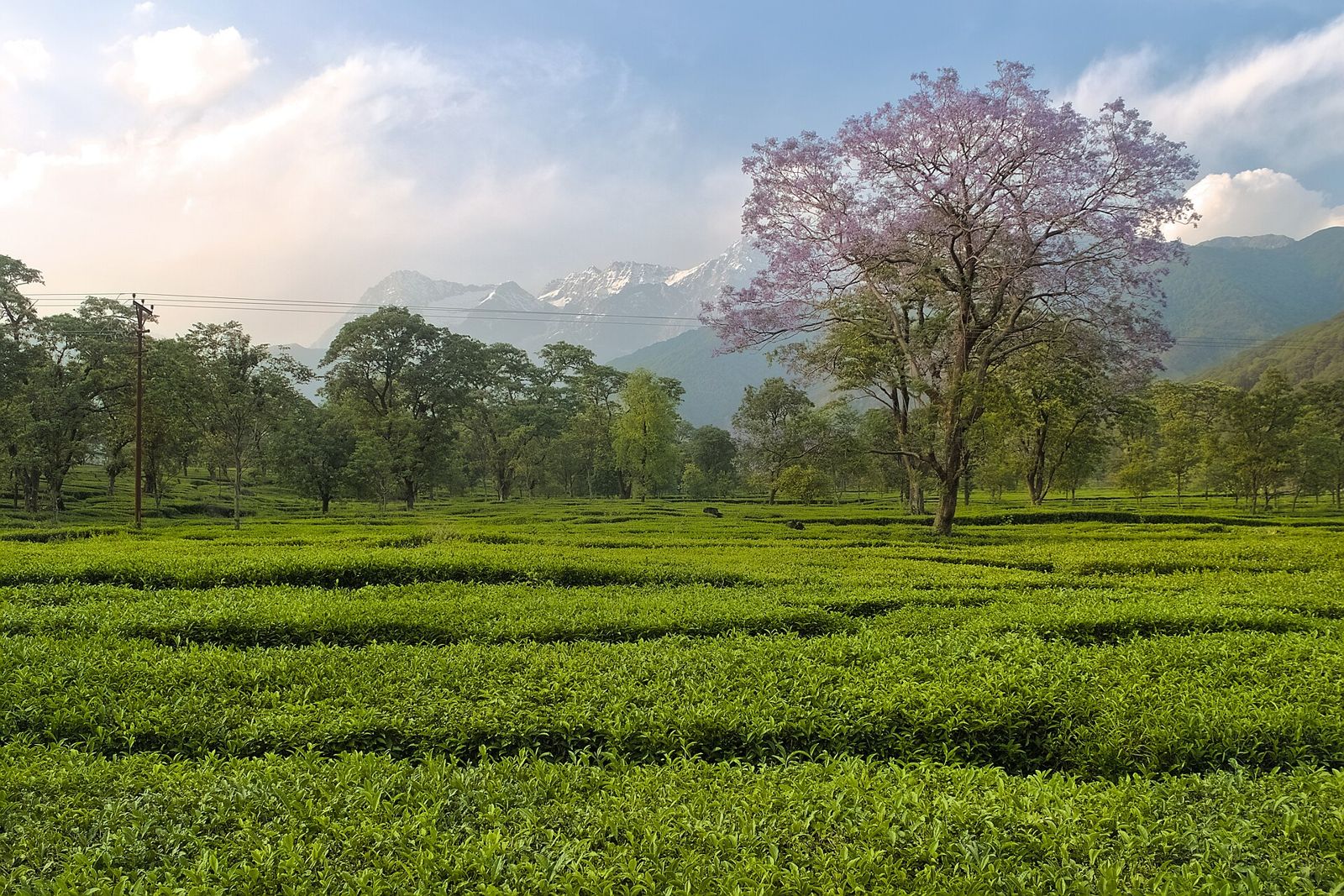 Jardín de té en las colinas de Darjeeling