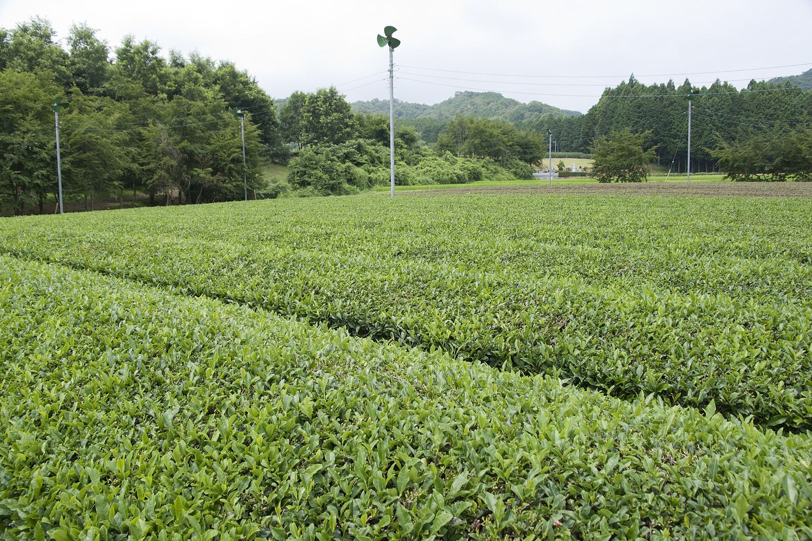 Hileras de té en un campo de Japón