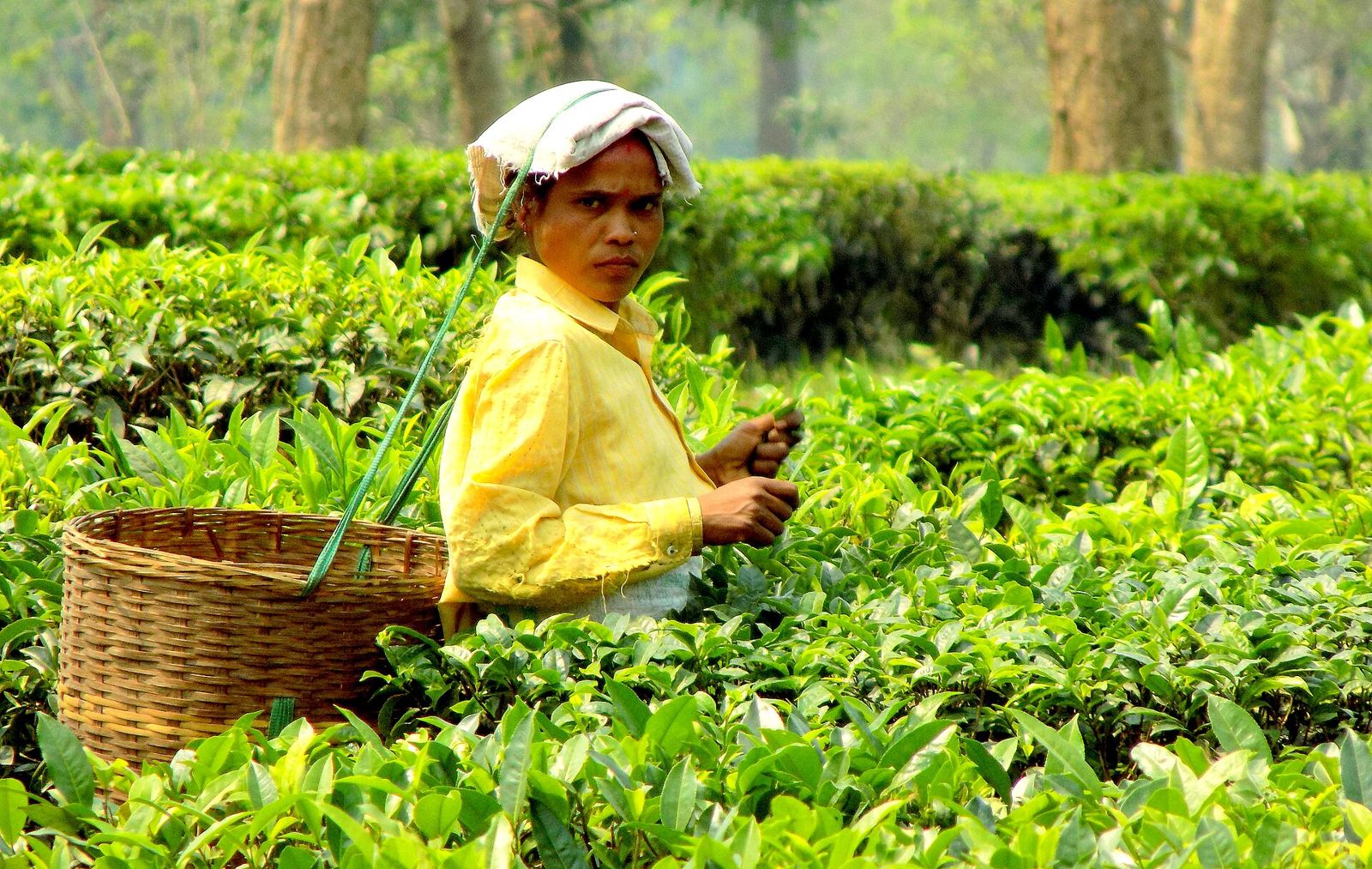 Recolectora en un jardín de té de Assam